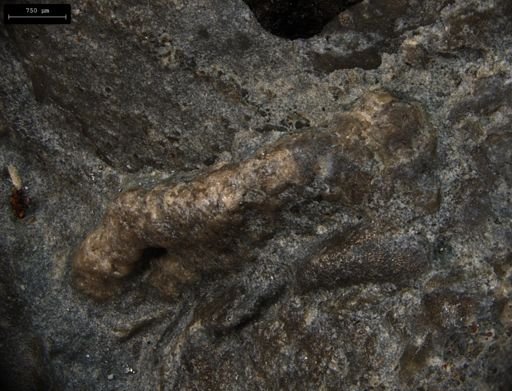 Aplocoma damesii