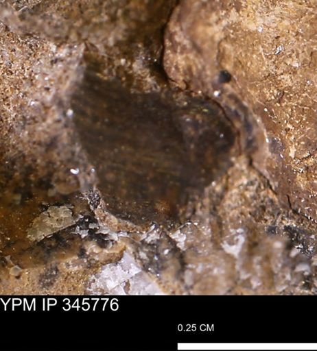 undet. Mollusca