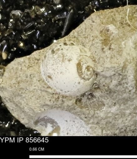 Euspira sp.