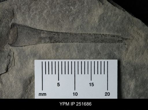 Eurypterus sp.
