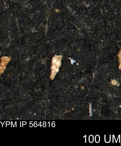 Verneuilinoides kansasensis
