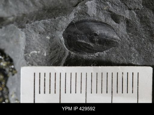 Lingula spatulata