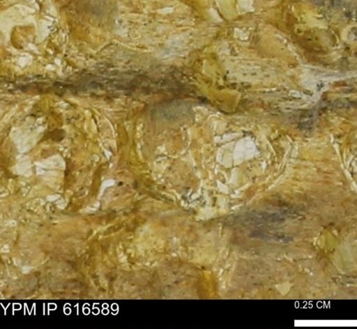 Teredo sp.