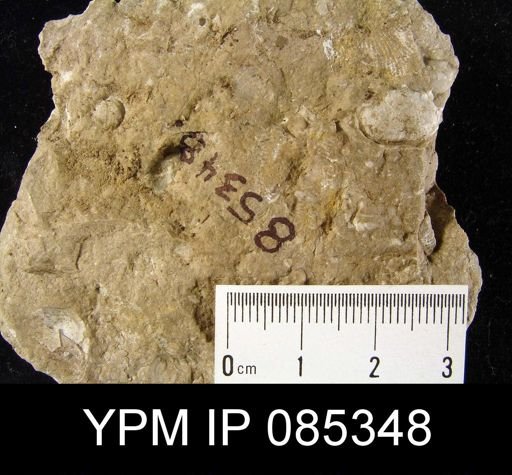 Marginifera wabashensis