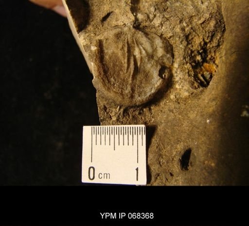 Oepikina sp.
