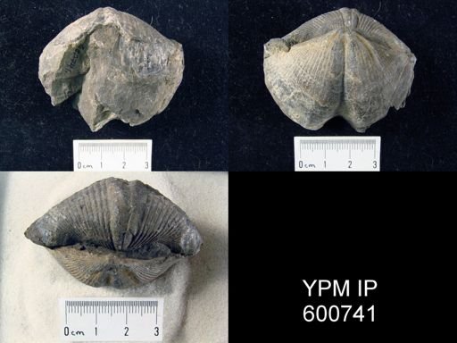 Spinocyrtia granulosa