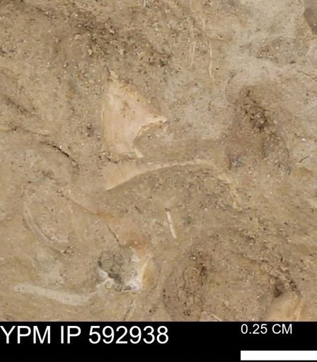 undet. Mollusca