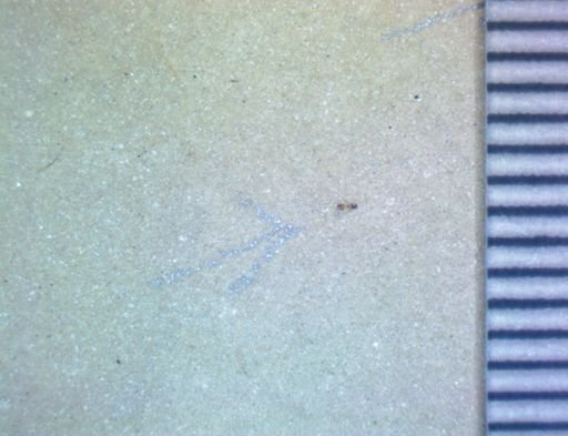 undet. Hexapoda
