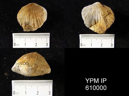 Eatonia medialis
