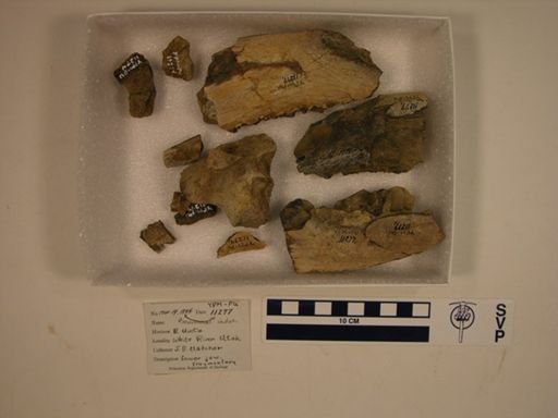 undet. Mammalia