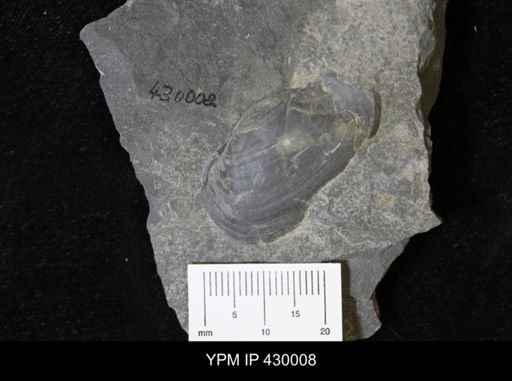 Tellinopsis subemarginata