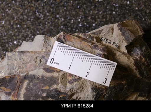 Baculites sp.