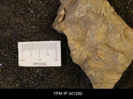 Scaphites sp.