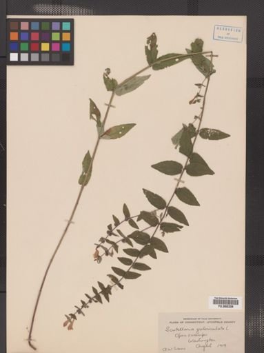 Scutellaria epilobiifolia