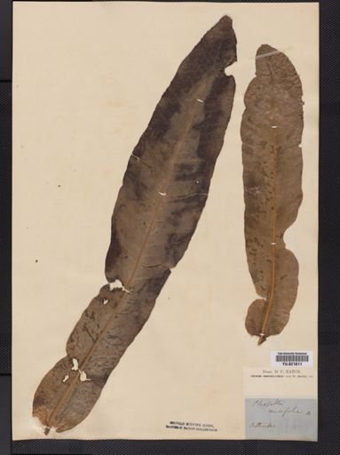 Polypodium
