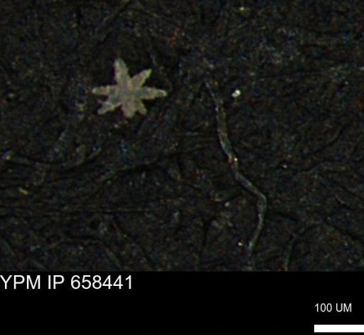 undet. Porifera