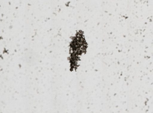 Vetulina stalactites