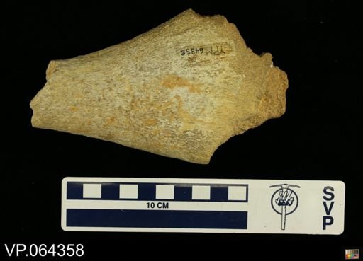 Polycotylus
