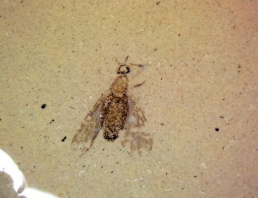 Hymenoptera?