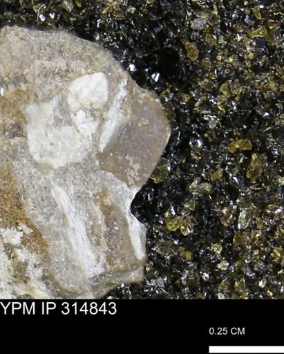 undet. Mollusca