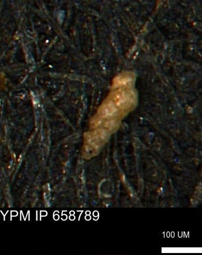 Verneuilinoides kansasensis