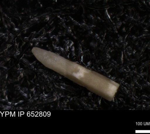undet. Echinoidea