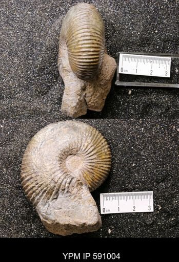 Macrocephalites macrocephalus