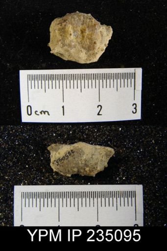 Marginifera hystricula