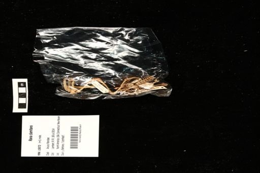 Rana clamitans