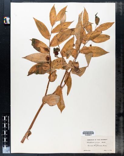 Streptopus roseus
