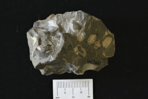 undet. Bivalvia