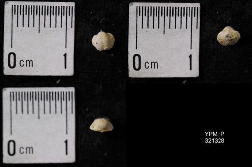 Ambocoelia umbonata