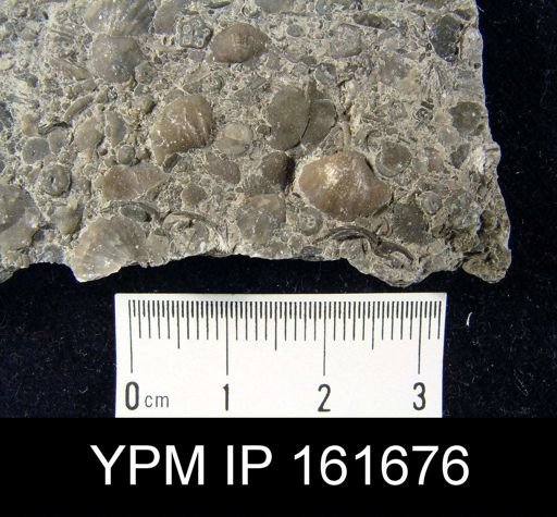Plectambonites transversalis