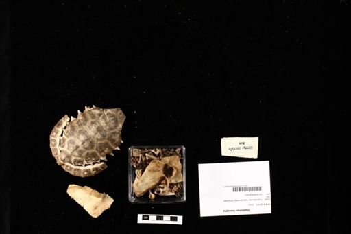 Glyptemys insculpta