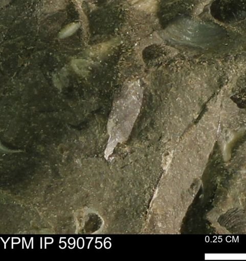 undet. Bivalvia
