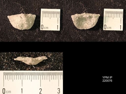 Chonetina flemingi alata