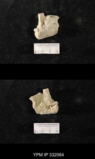 Heterotrypa?
