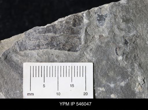undet. Eurypterida