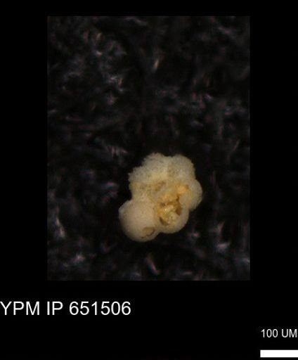 Rugoglobigerinidae?