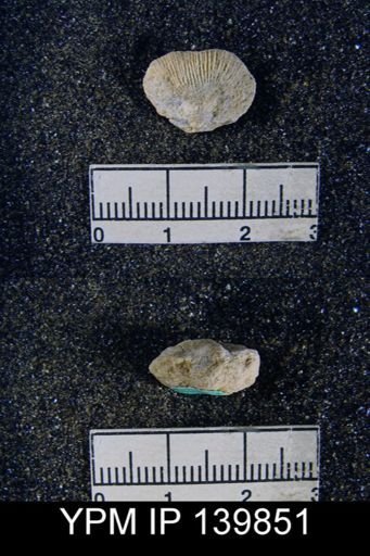 Streptorhynchus sp.