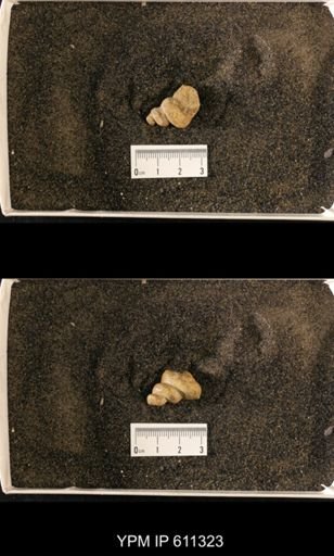 Lophospira carinata