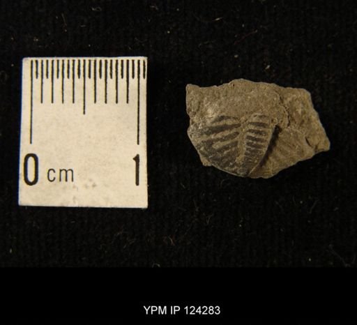 Phacops rana