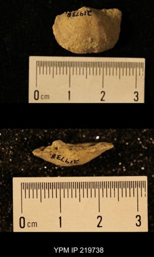 Chonetes granulifer