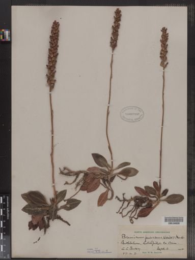 Peramium pubescens