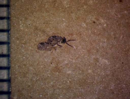 undet. Hemiptera