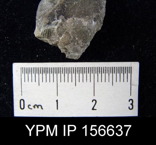 Catazyga headi anticostiensis