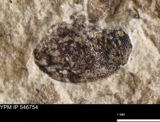 undet. Coleoptera