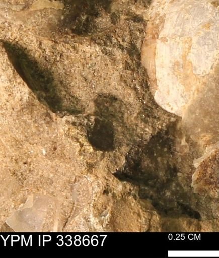 undet. Mollusca