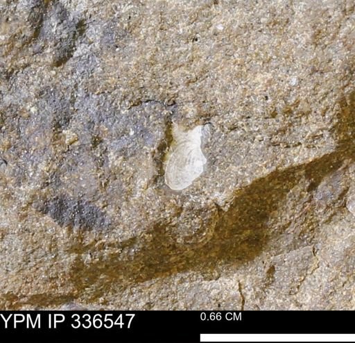 undet. Bivalvia