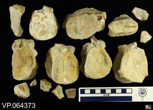 undet. Plesiosauridae